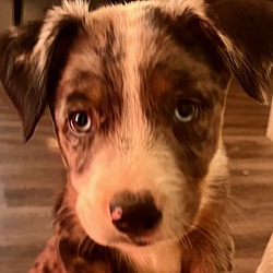 Thumbnail photo of Archer Juno- adoption pending #1