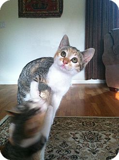 Bonney Lake Wa Calico Meet Three Calico Kittens A Pet For Adoption