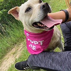 Thumbnail photo of Josie Dog: not at the shelter: adoption sponsored #4
