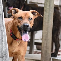 adopt a pet