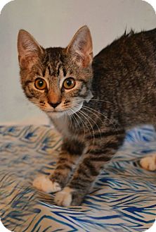 Cheltenham Pa Domestic Shorthair Meet Weasly A Pet For Adoption