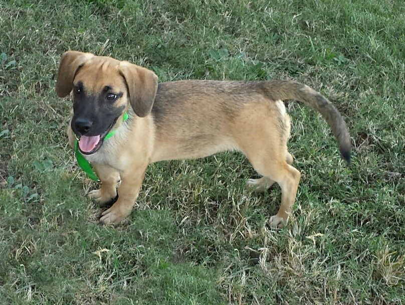 mountain cur and beagle mix