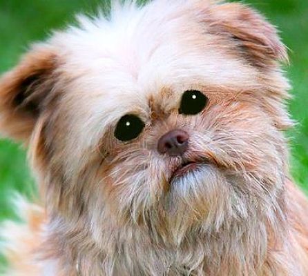 Brussels griffon on sale shih tzu