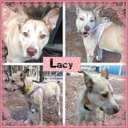 Photo of Lacy