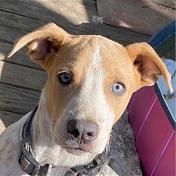 charming pet rescue reviews