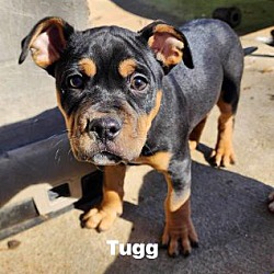 Thumbnail photo of Tugg #4