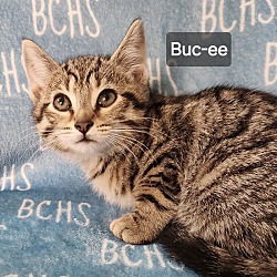 Photo of Buc-ee