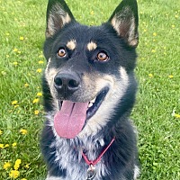 adopt a pet