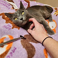 adopt a pet