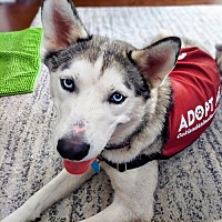 adopt a pet