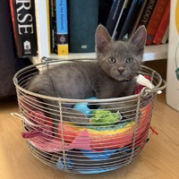 adopt a pet