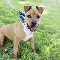 adopt a pet