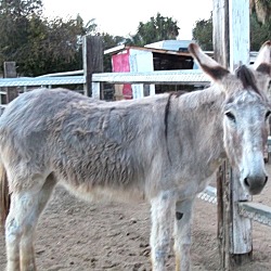 Thumbnail photo of EYORE the Donkey #3