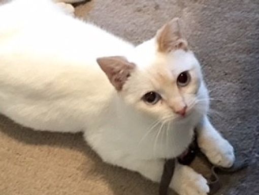 Fort Worth Tx Siamese Meet Wendy Special Needs A Pet For