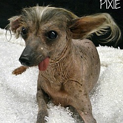 Thumbnail photo of Pixie-Adoption pending #1