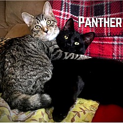 Thumbnail photo of Panther #1