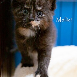 Thumbnail photo of Mollie! #2