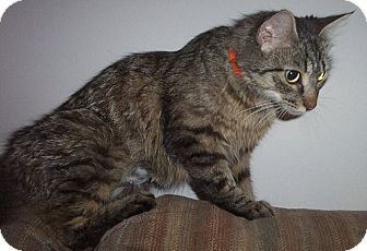 Columbia Sc Maine Coon Meet Cuddles A Pet For Adoption