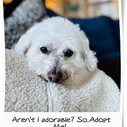 Thumbnail photo of Adopted!! Milo - SoC TX #2