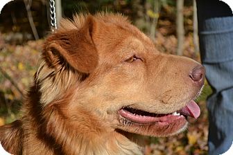 Newport, VT - Australian Shepherd. Meet Shari a Dog for Adoption.