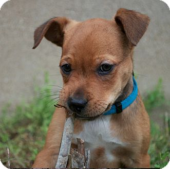 Cincinnati, OH - Jack Russell Terrier. Meet Jack a Pet for ...
