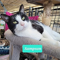 Photo of Sampson-Sponsored