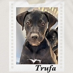 Photo of Trufa