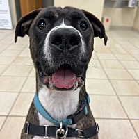 adopt a pet