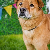 adopt-pet