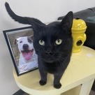 Adopt A Pet :: AC - South Haven, MI