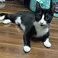 adopt a pet