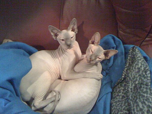 New Braunfels Tx Sphynx Meet Whisker Minute A Pet For Adoption