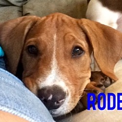 Photo of Rodeo