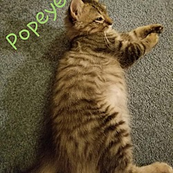 Photo of Popeye