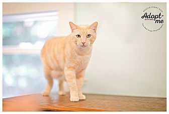 Adopt A Pet Petsmart Charities
