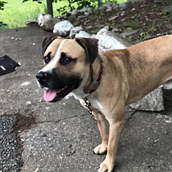 Puppies For Sale In Brockton Massachusetts Adoptapet Com