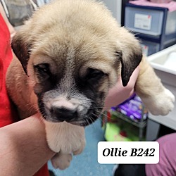 Photo of Ollie B242