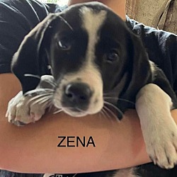 Photo of Zena