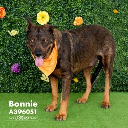 Photo of BONNIE