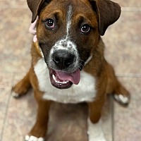 adopt a pet