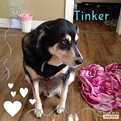 Photo of Tinker