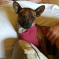 Thumbnail photo of Shasta #2