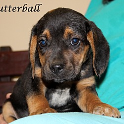 Thumbnail photo of Butterball~adopted! #2