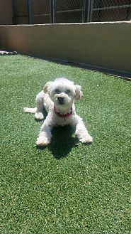 Adopt A Pet Petsmart Charities