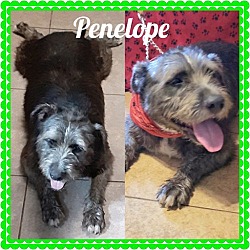 Photo of Penelope