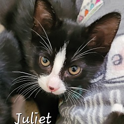 Photo of Juliet (Jude)