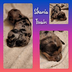 Thumbnail photo of Shania Twain #2