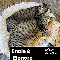 Photo of Enola & Elenore