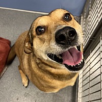 adopt a pet