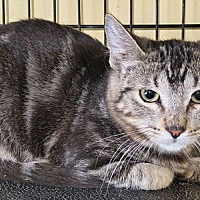 adopt-pet